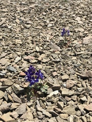 Delphinium antoninum