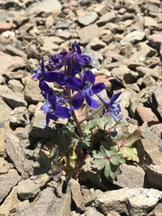 Delphinium antoninum