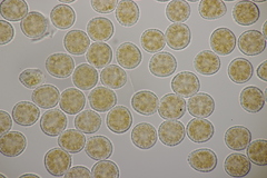 Melampsora euphorbiae