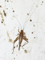 Trigonidiinae