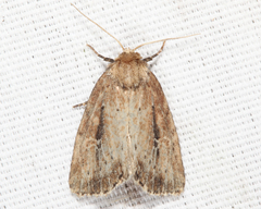 Photedes panatela