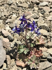 Delphinium antoninum