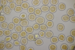 Melampsora euphorbiae