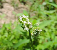 Valerianella locusta