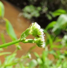 Valerianella locusta