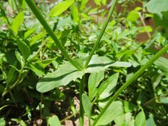 Valerianella locusta