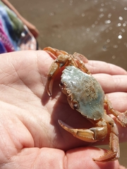 Liocarcinus holsatus