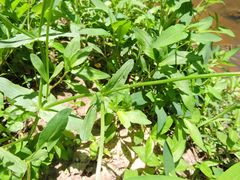 Valerianella locusta