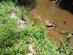 Valerianella locusta