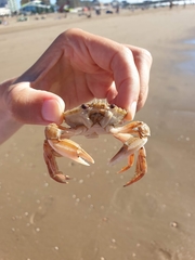 Liocarcinus holsatus