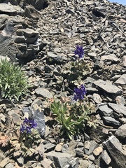 Delphinium antoninum
