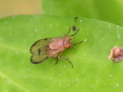 Minettia inusta