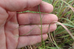 Ptilimnium capillaceum