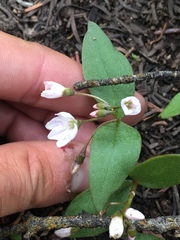 Claytonia lanceolata