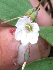 Claytonia lanceolata