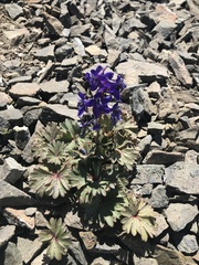 Delphinium antoninum