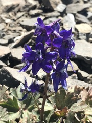 Delphinium antoninum