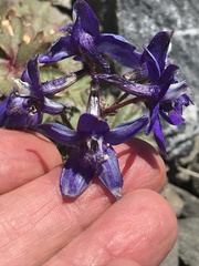 Delphinium antoninum