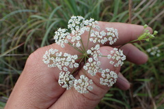 Ptilimnium capillaceum