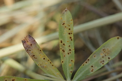 Puccinia punctata