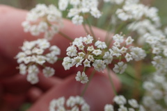 Ptilimnium capillaceum