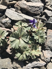 Delphinium antoninum