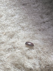 Bostrichoidea