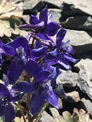 Delphinium antoninum