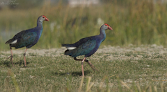 Porphyrio poliocephalus