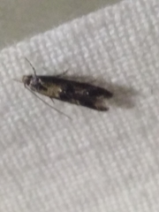 Blastodacna atra
