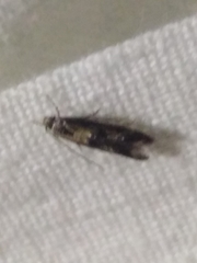 Blastodacna atra