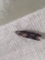 Blastodacna atra