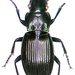 Megadromus capito - Photo (c) Landcare Research New Zealand Ltd., μερικά δικαιώματα διατηρούνται (CC BY)