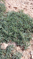 Petrosimonia brachiata