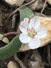 Claytonia lanceolata