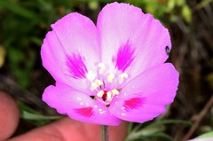 Clarkia gracilis sonomensis