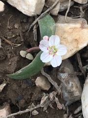 Claytonia lanceolata