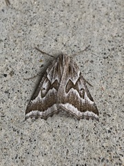 Plataea californiaria