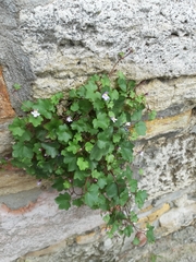 Cymbalaria muralis