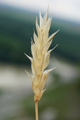 Sesleria sadleriana