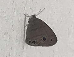 Hermeuptychia sosybius