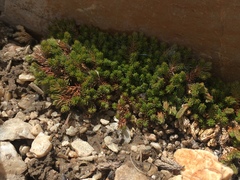 Selaginella watsonii