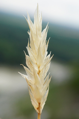 Sesleria sadleriana