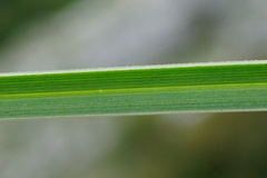 Sesleria sadleriana