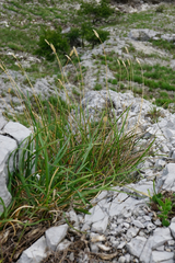 Sesleria sadleriana