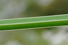 Sesleria sadleriana