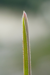 Sesleria sadleriana