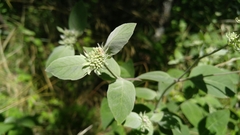 Pycnanthemum albescens