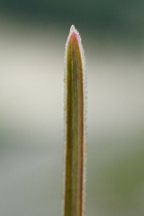 Sesleria sadleriana