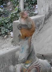 Macaca mulatta